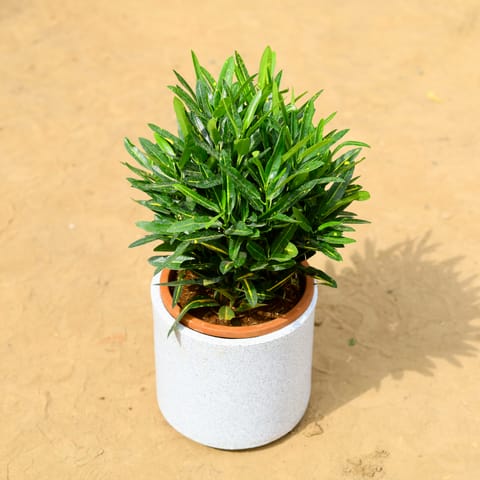 Croton Sunny Star in 8 inch 6 Inch White Cylindrical Fiberglass Pot