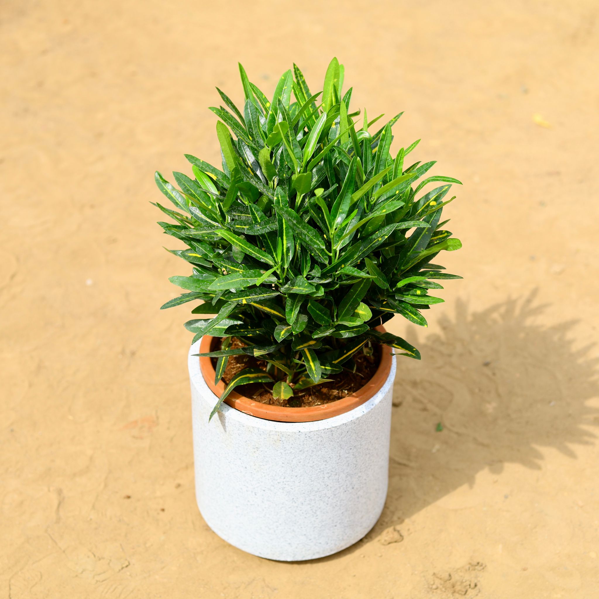 Croton Sunny Star in 8 inch 6 Inch White Cylindrical Fiberglass Pot