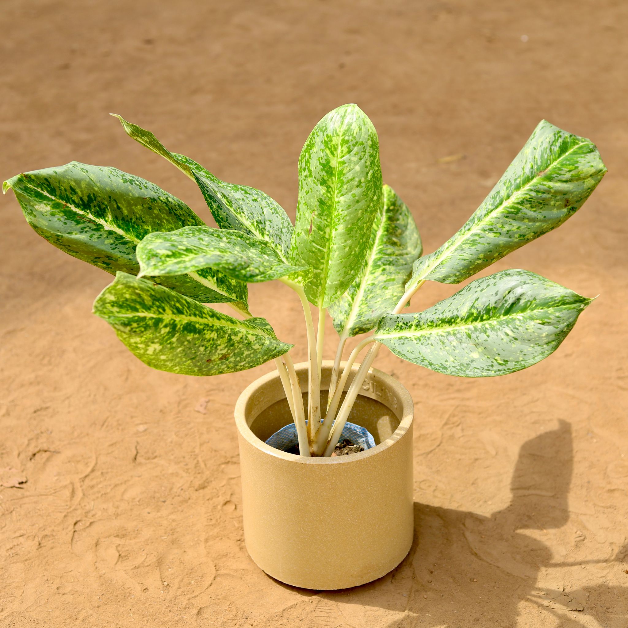 Aglaonema Butterfly in 8 inch 8 Inch Beige Cylindrical Fiberglass Pot
