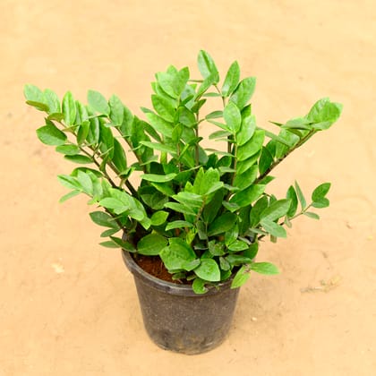 Buy Zz Green in 8 inch Nursery Pot Online | Urvann.com