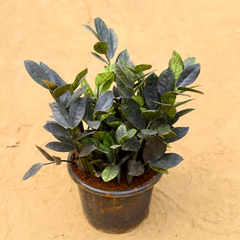 Zz Black in 8 inch Nursery Pot