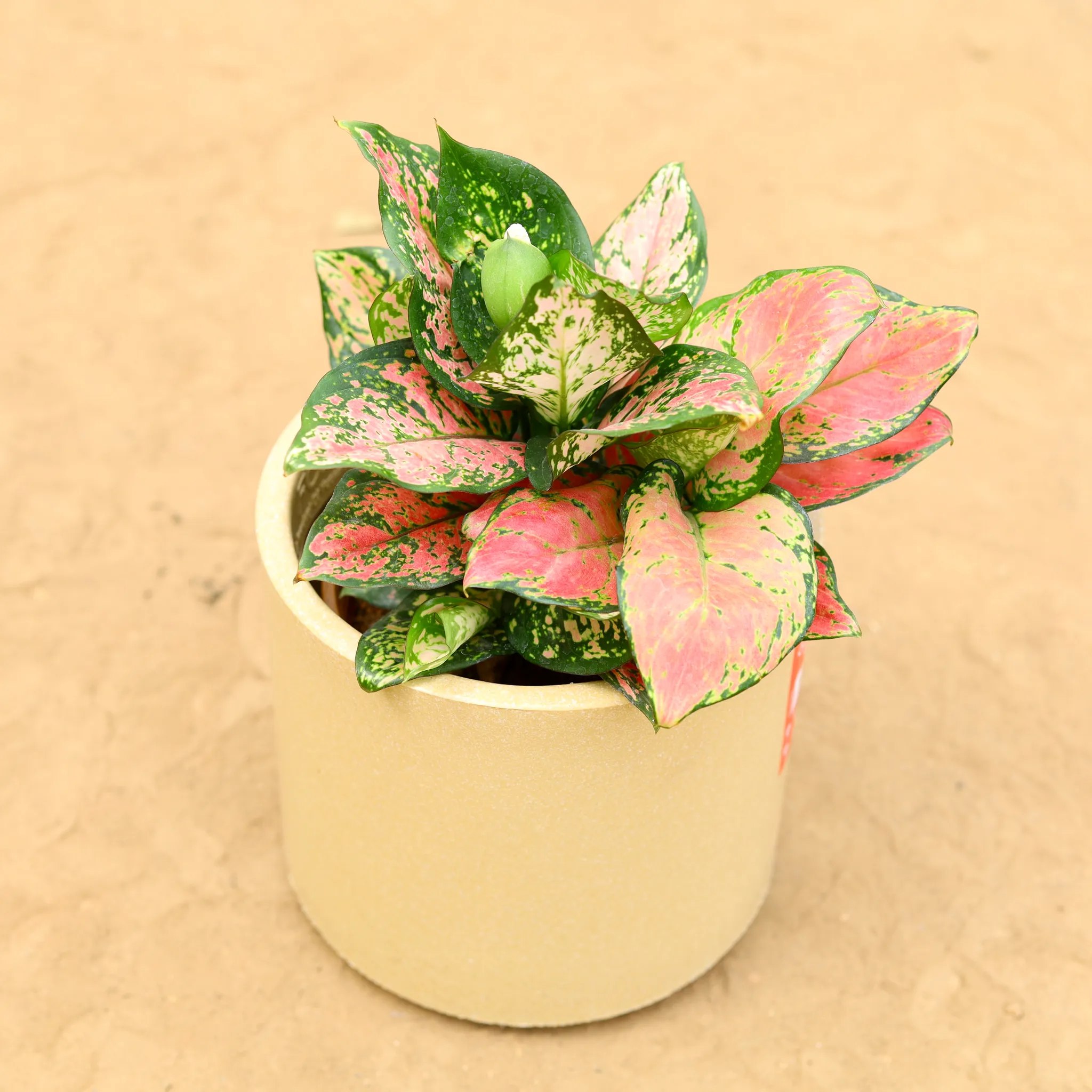 Aglaonema Pink Dalmatian in 6 inch 6 Inch Beige Cylindrical Fiberglass Pot
