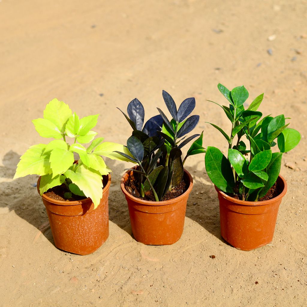 Buy Set of 3 - Schefflera Golden, Zz Black & Green in 6 inch Nursery Pot Online | Urvann.com Set of 3 - Schefflera Golden, Zz Black & Green in 6 inch Nursery Pot
