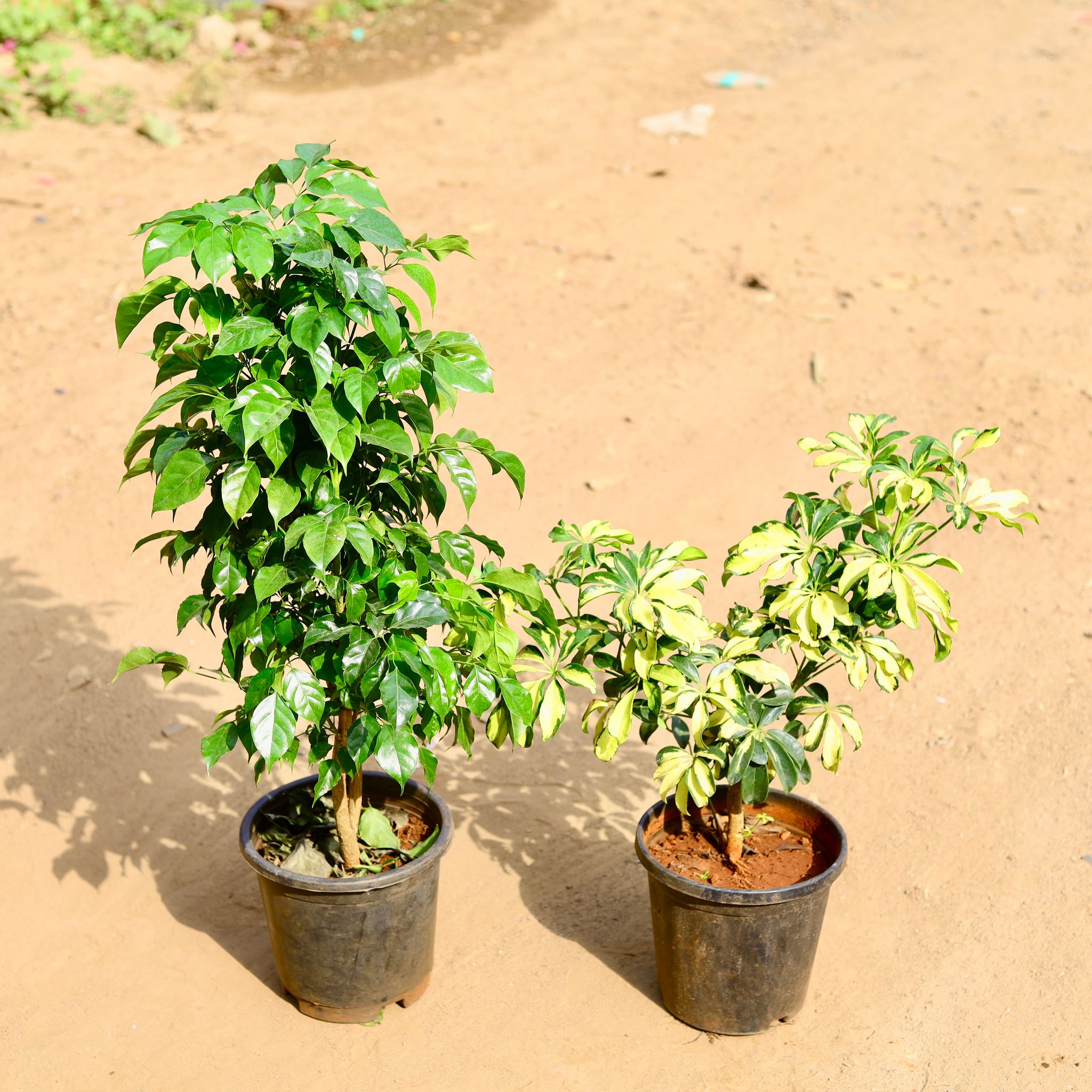 Set of 2 - Schefflera High Colour & China Doll / Radermachera in 8 inch Nursery Pot