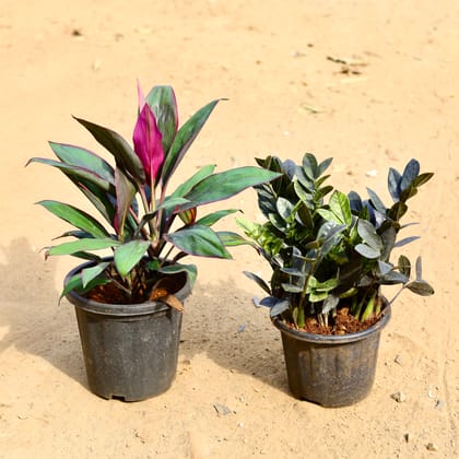 Buy Set of 2 -  Zz Black & Dracaena Purple in 8 inch Nursery Pot Online | Urvann.com