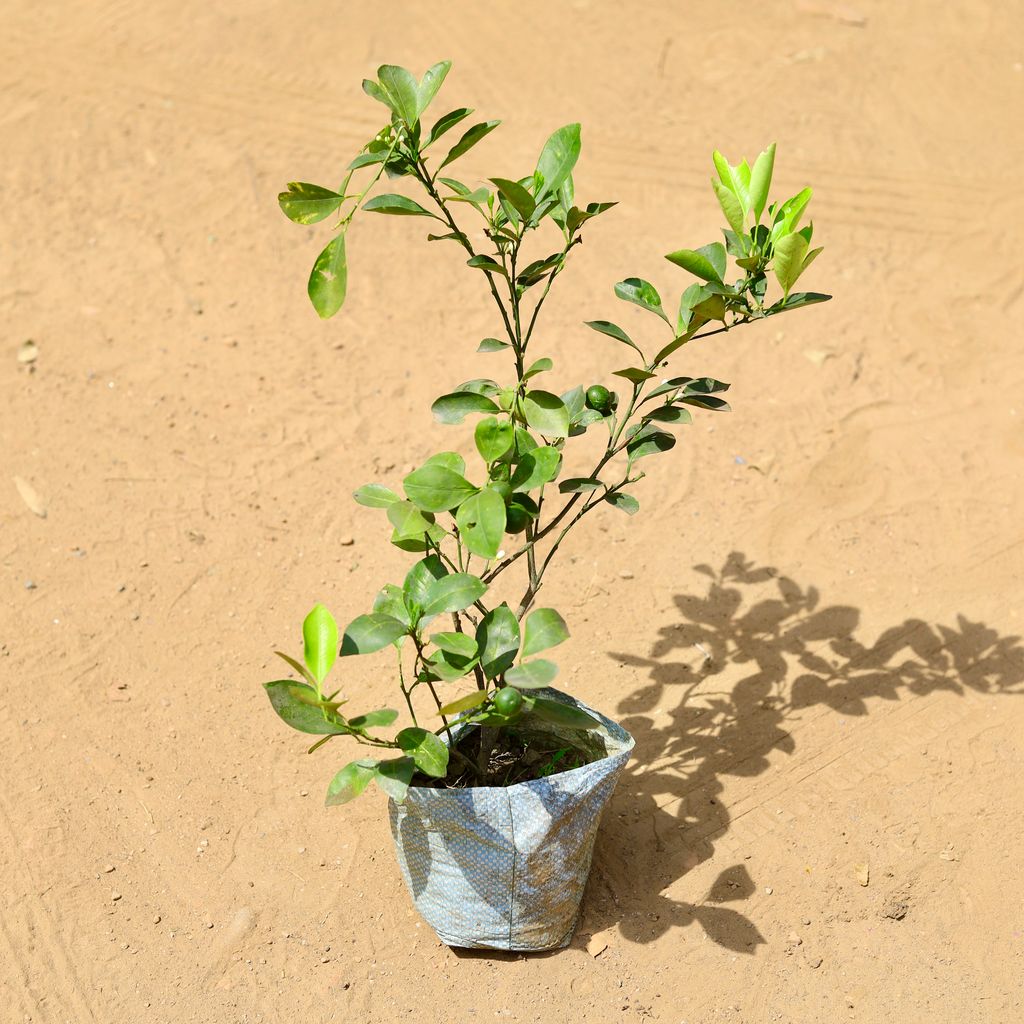 Nimbu / Lemon in 7 inch Nursery Bag