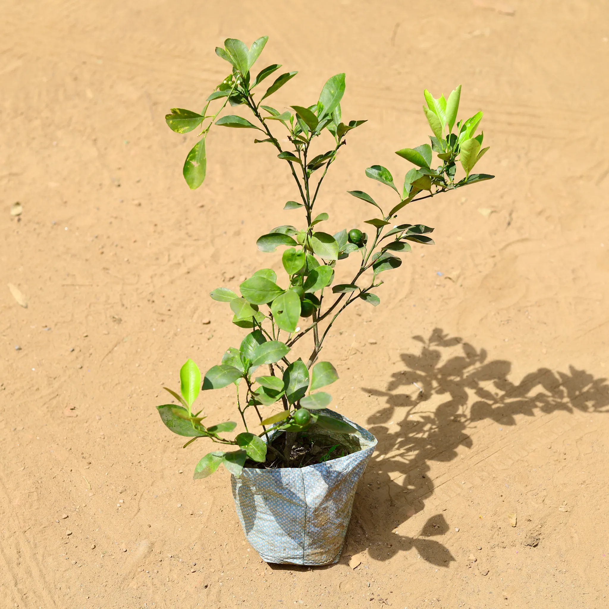 Nimbu / Lemon in 7 inch Nursery Bag