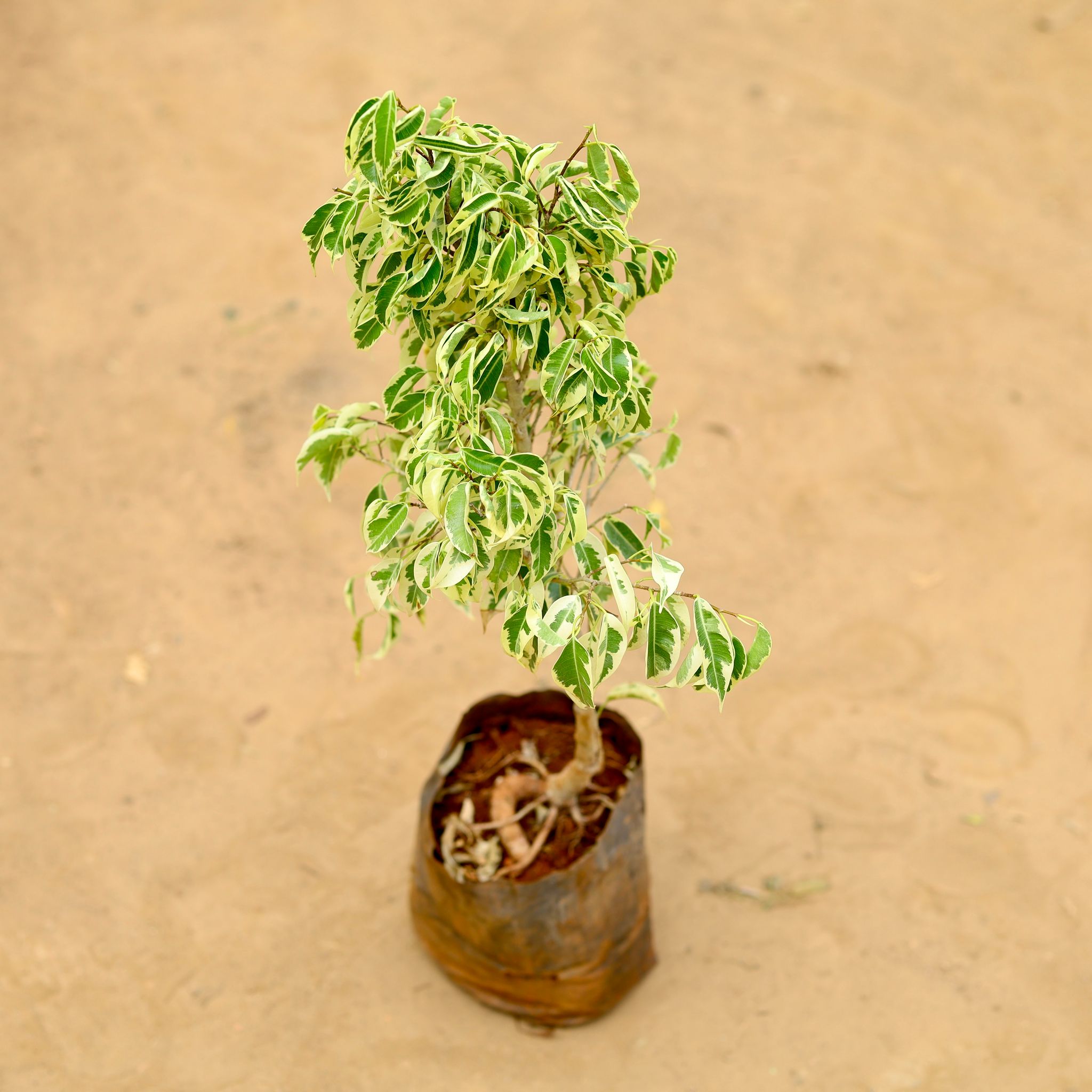 Ficus Starlight in 6 inch Nursery Bag