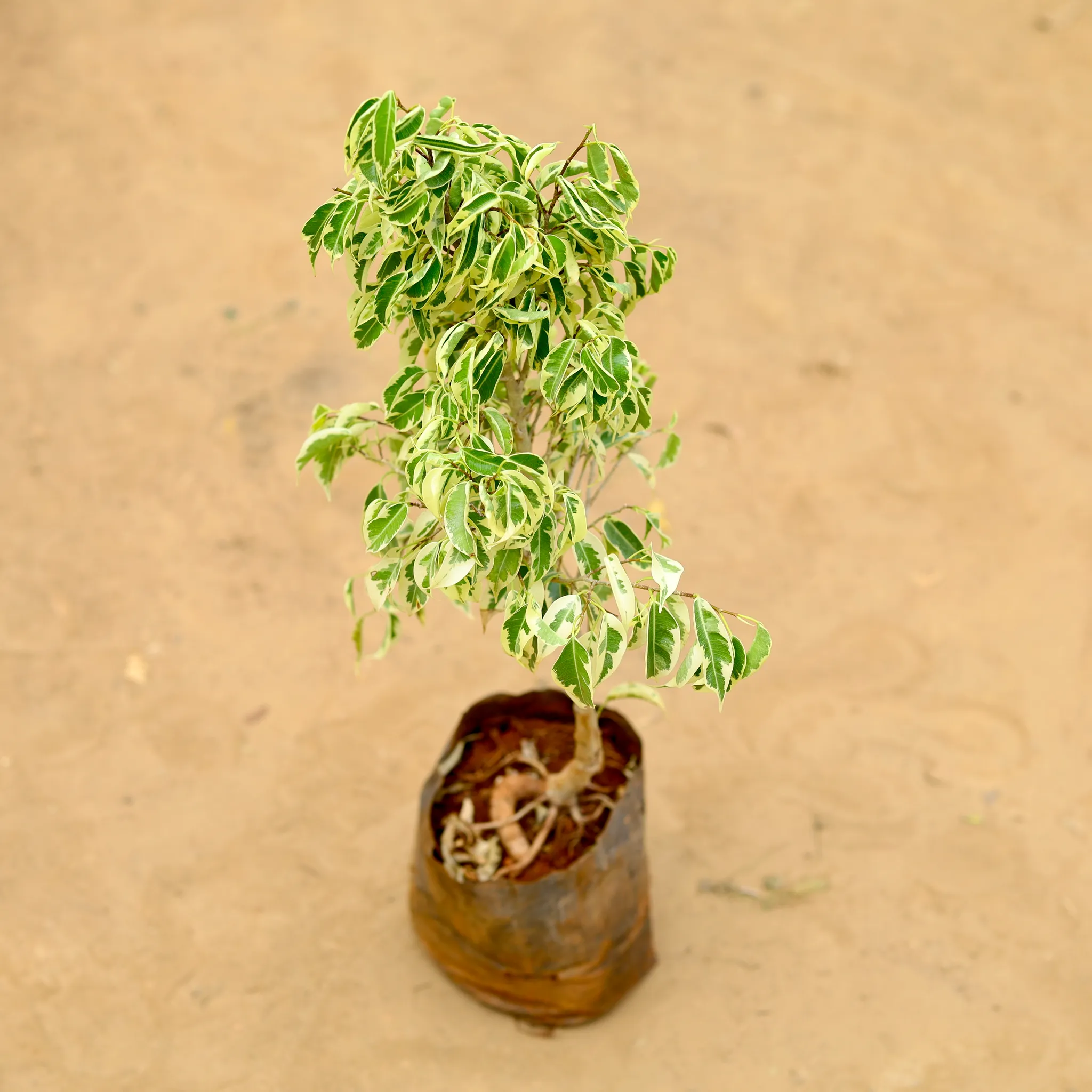Ficus Starlight in 6 inch Nursery Bag
