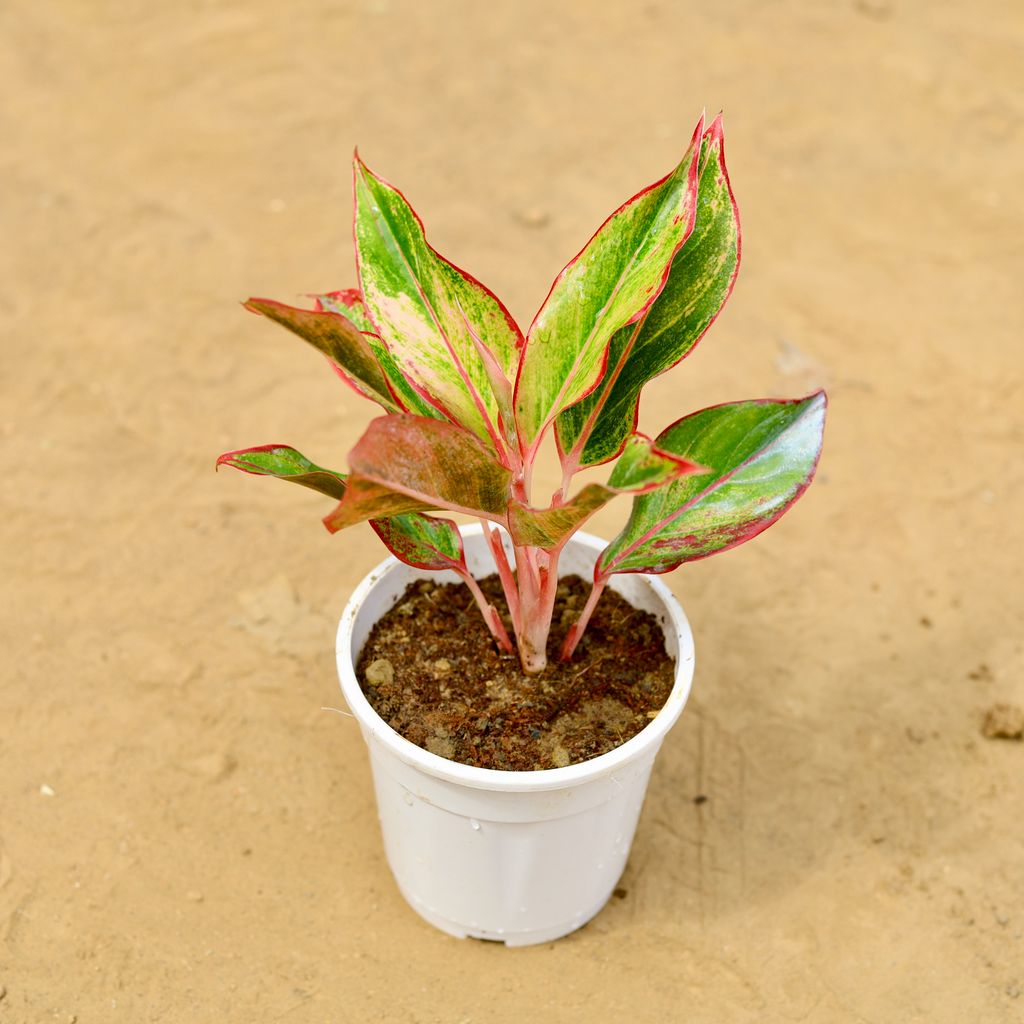 Buy Aglaonema Lipstick in 6 inch Nursery Pot Online | Urvann.com Aglaonema Lipstick in 6 inch Nursery Pot