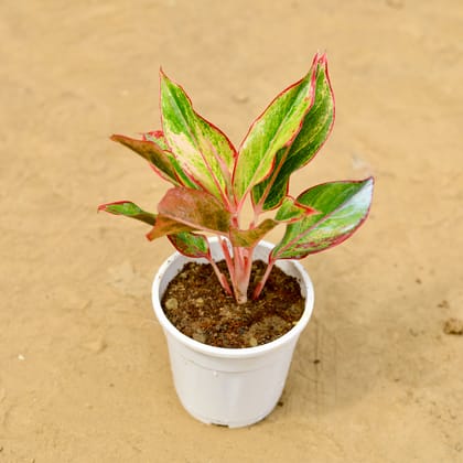 Buy Aglaonema Lipstick in 6 inch Nursery Pot Online | Urvann.com