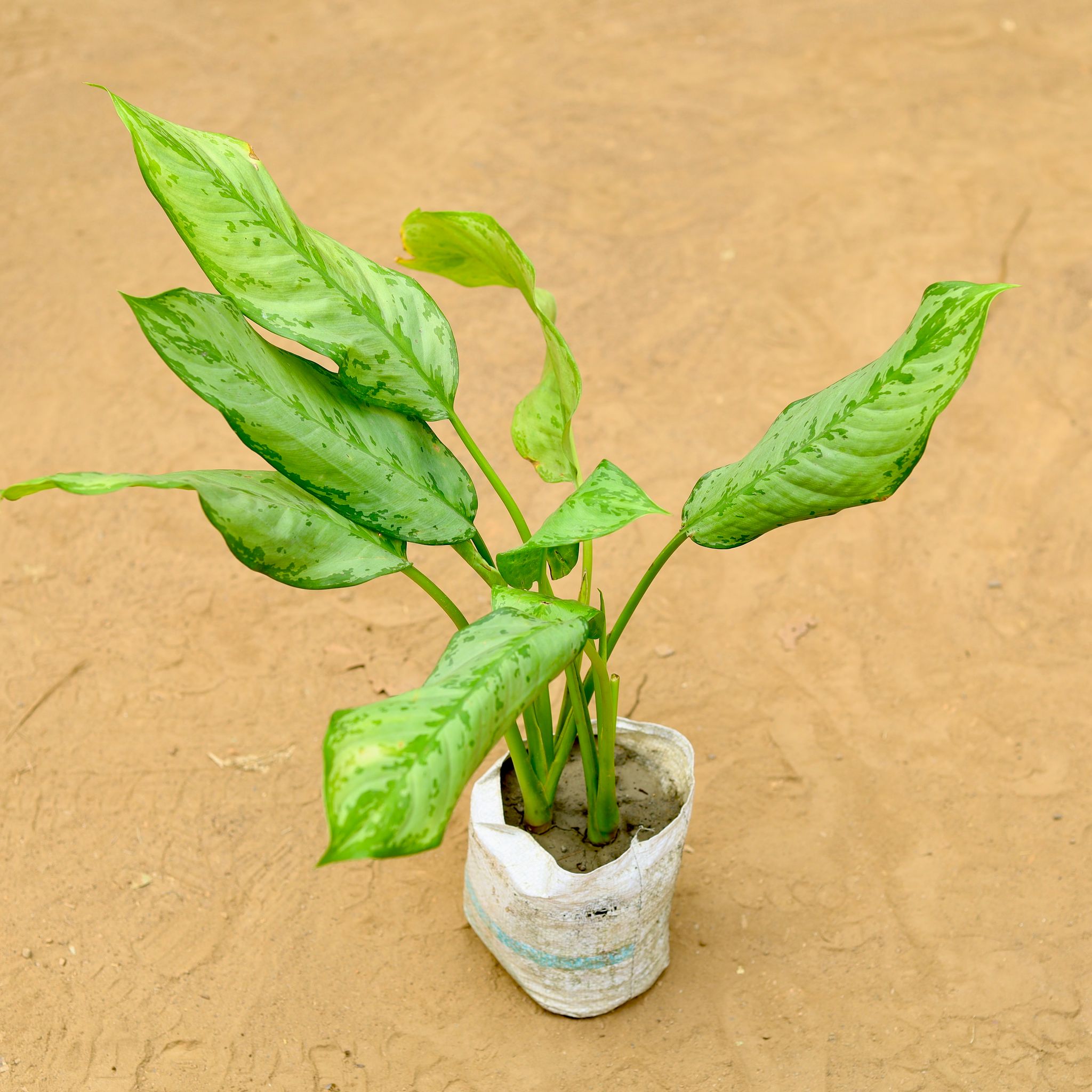 Aglaonema Maria Christina in 7 inch Nursery Bag