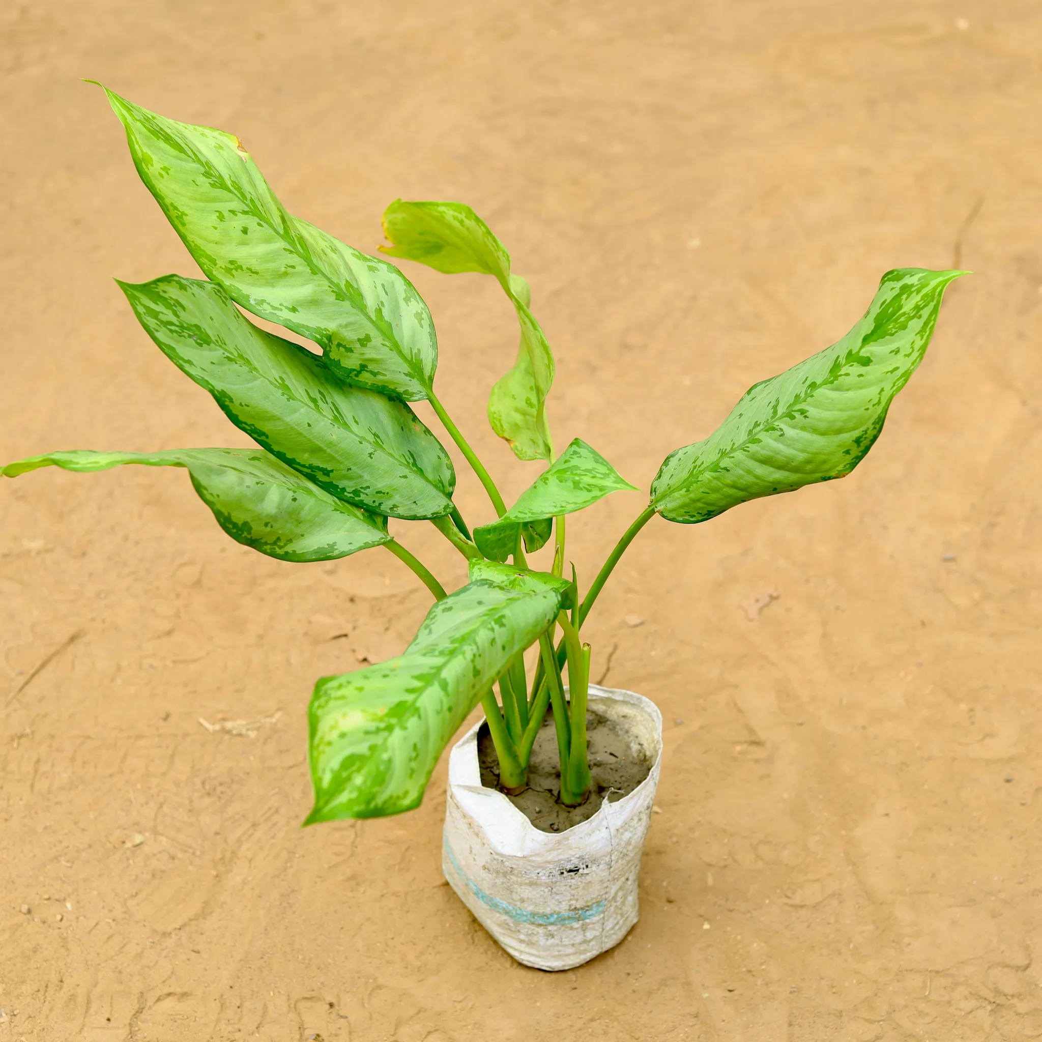 Aglaonema Maria Christina in 7 inch Nursery Bag
