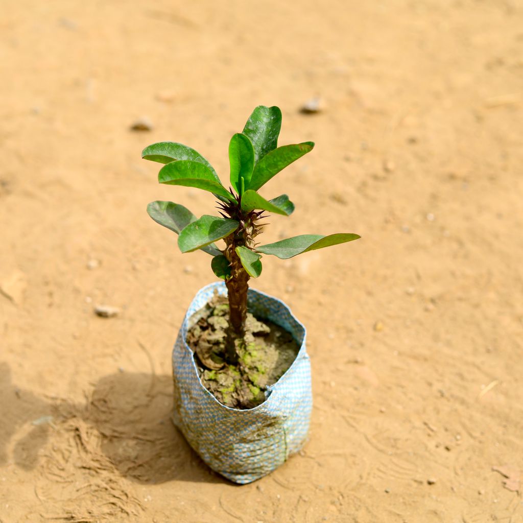 Euphorbia Mini in 4 inch Nursery Bag
