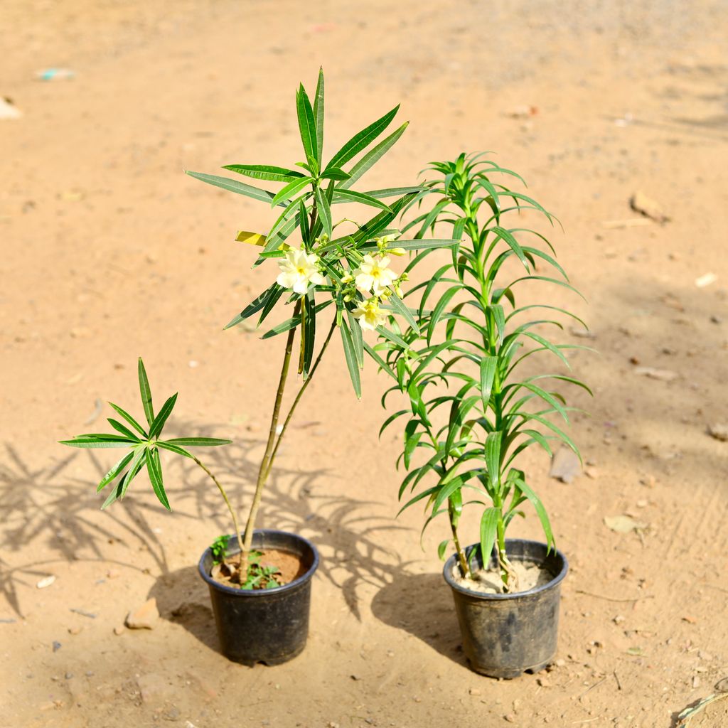 Buy Set of 2 - Kaner / Oleander & Lilium (any colour) in 6 inch Nursery Pot Online | Urvann.com Set of 2 - Kaner / Oleander & Lilium (any colour) in 6 inch Nursery Pot