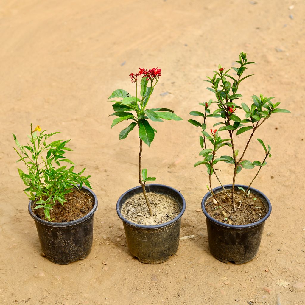 Buy Set of 3 - Tecoma, Ixora Miniature & Sunder Rupa / Jatropha (any colour) in 6 inch Nursery Pot Online | Urvann.com Set of 3 - Tecoma, Ixora Miniature & Sunder Rupa / Jatropha (any colour) in 6 inch Nursery Pot