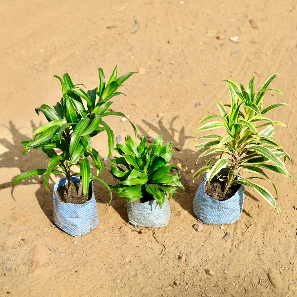 Buy Set of 3 - Dracaena Compecta , Messenger & Song of India in 4 inch Nursery Bag Online | Urvann.com Set of 3 - Dracaena Compacta , Messenger & Song of India in 4 inch Nursery Bag