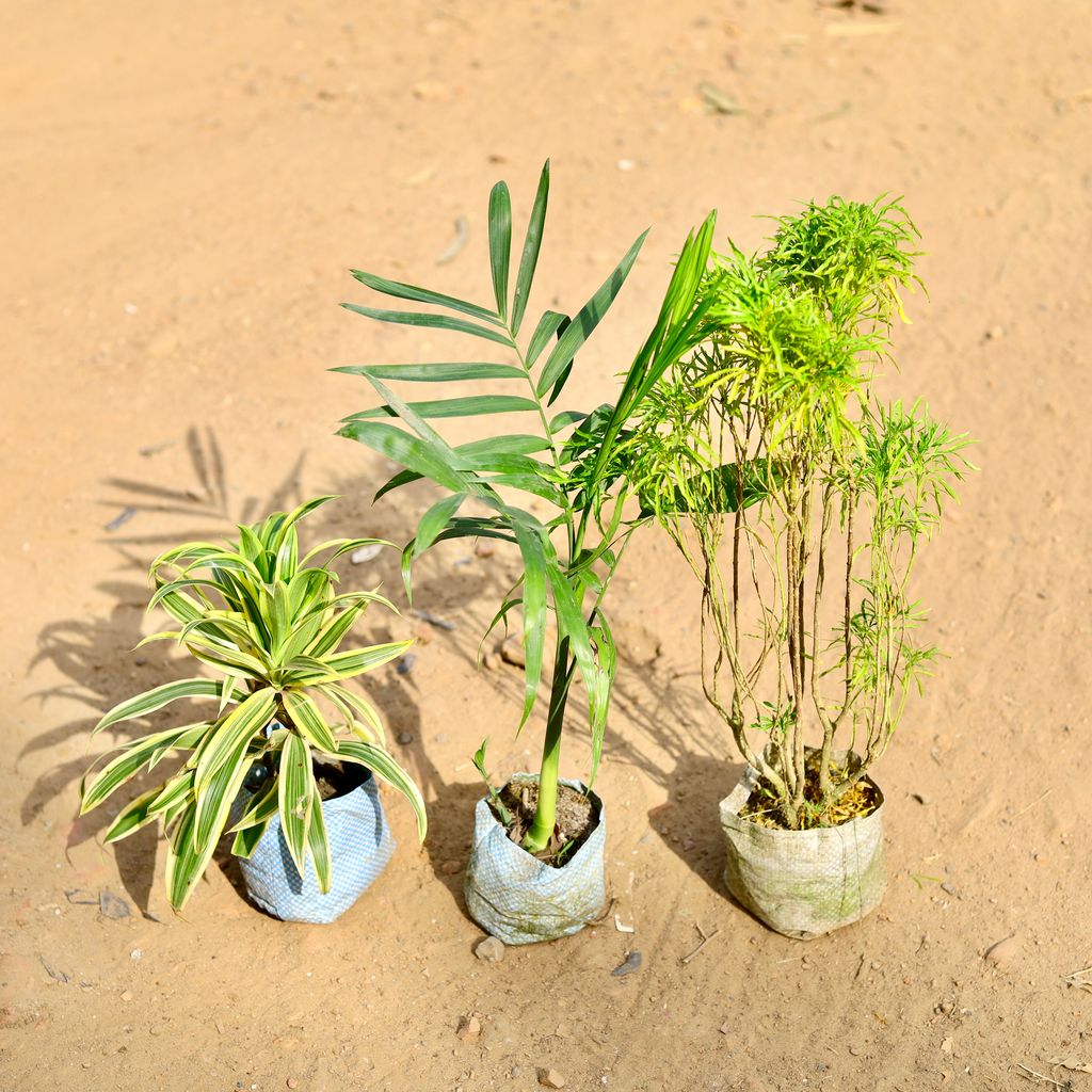 Buy Set of 3 - Song of India, Chamaedorea & Aralia Golden in 4 inch Nursery Bag Online | Urvann.com Set of 3 - Song of India, Chamaedorea & Aralia Golden in 4 inch Nursery Bag