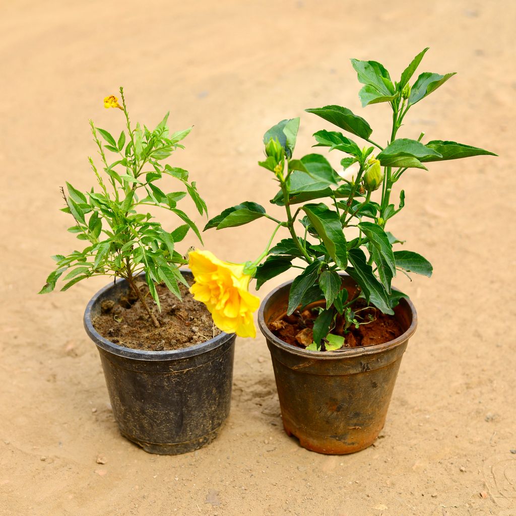 Set of 2 - Tecoma & Hibiscus (any colour) in 6 inch Nursery Pot
