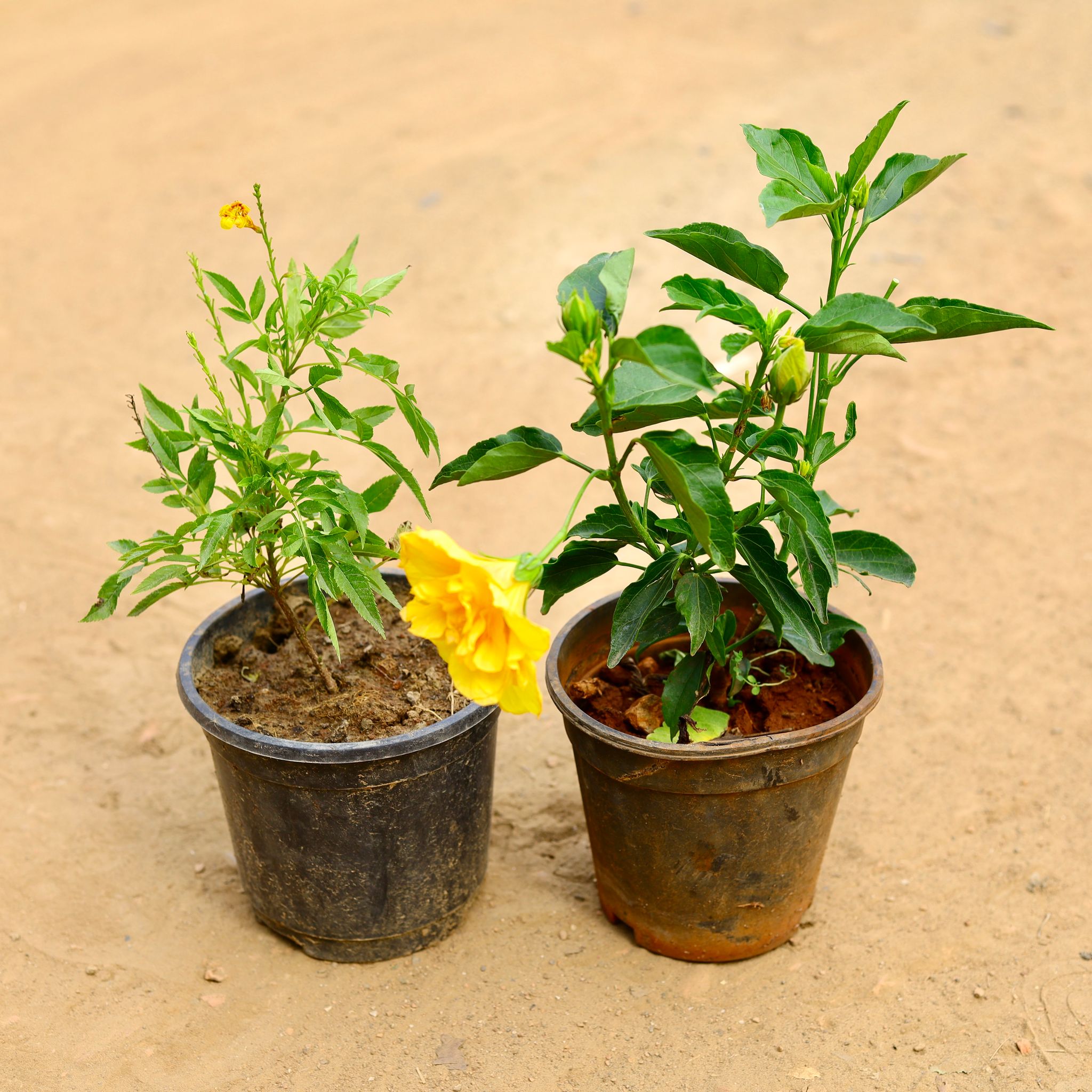 Set of 2 - Tecoma & Hibiscus (any colour) in 6 inch Nursery Pot