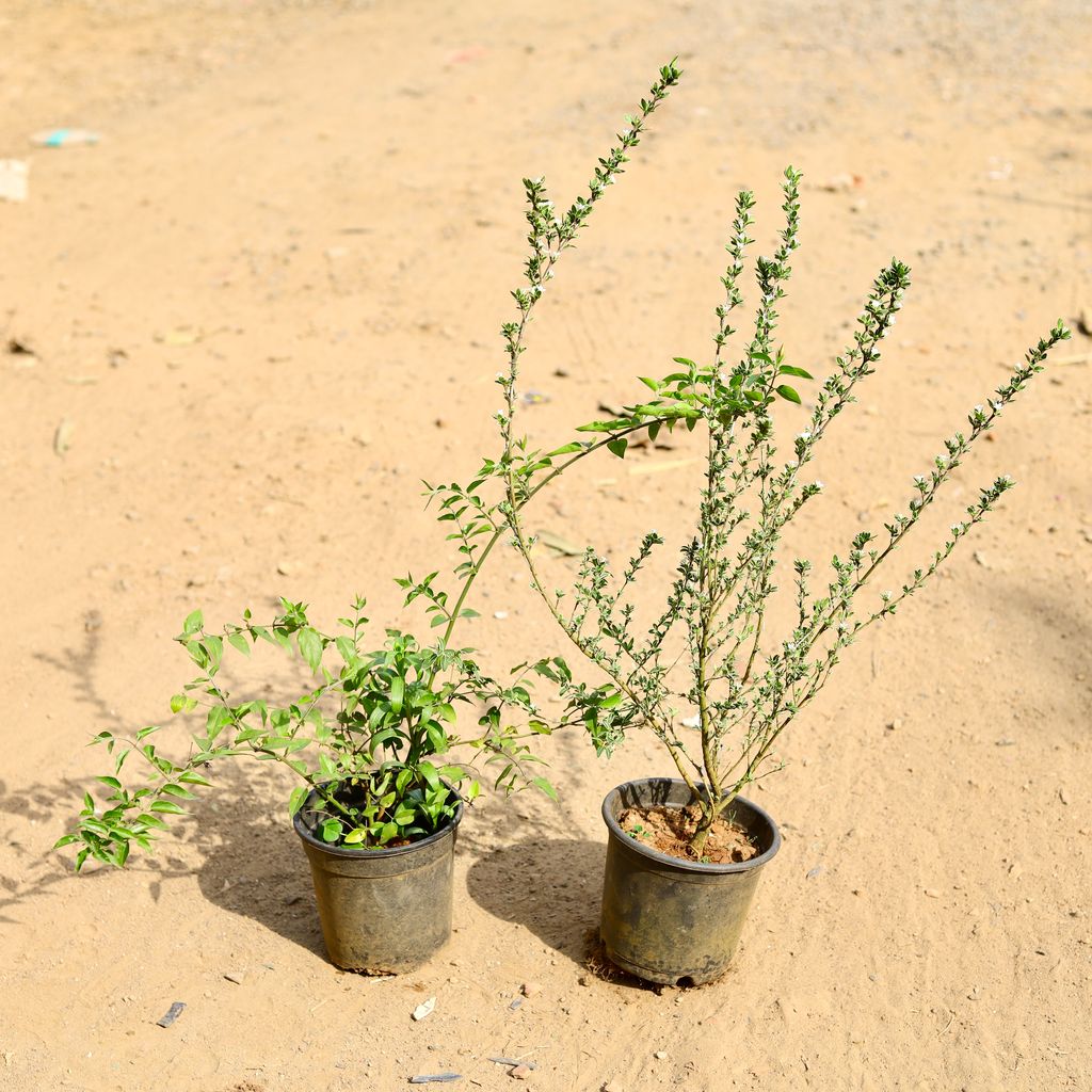 Set of 2 -  Juhi & Serissa in 6 inch Nursery Pot