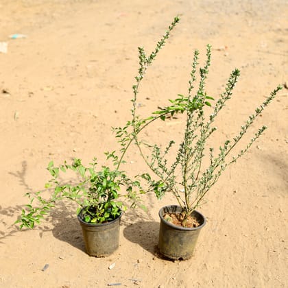 Buy Set of 2 -  Juhi & Serissa in 6 inch Nursery Pot Online | Urvann.com