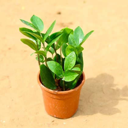 Buy Zz Green in 5 inch Nursery Pot Online | Urvann.com