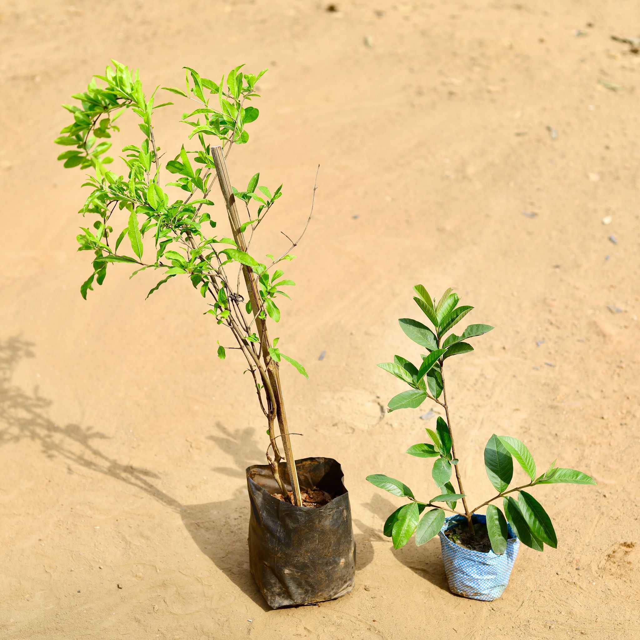 Set of 2 - Amrood / Guava & Anar / Pomegranate (~ 1-2 Ft) in 7 inch Nursery Bag
