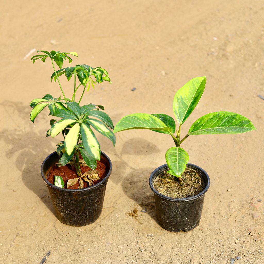Set of 2 - Schefflera High Colour & Burgad in 6 inch Nursery Pot