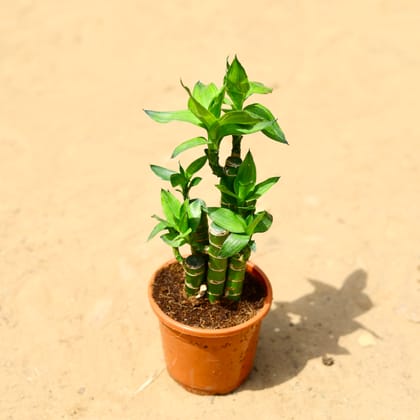 Buy Bamboo Cut Leaf in 4 inch Nursery Pot Online | Urvann.com