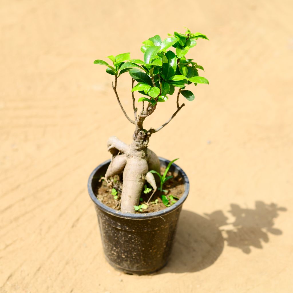 Ficus Bonsai (~ 200 Gm) in 6 inch Nursery Pot