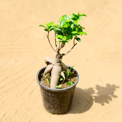 Buy Ficus Bonsai (~ 200 Gm) in 6 inch Nursery Pot Online | Urvann.com