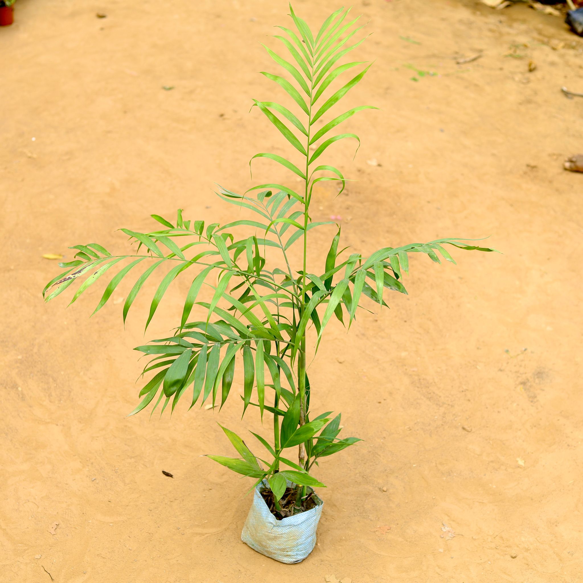 Chikotiya Palm in 7 inch Nursery Bag