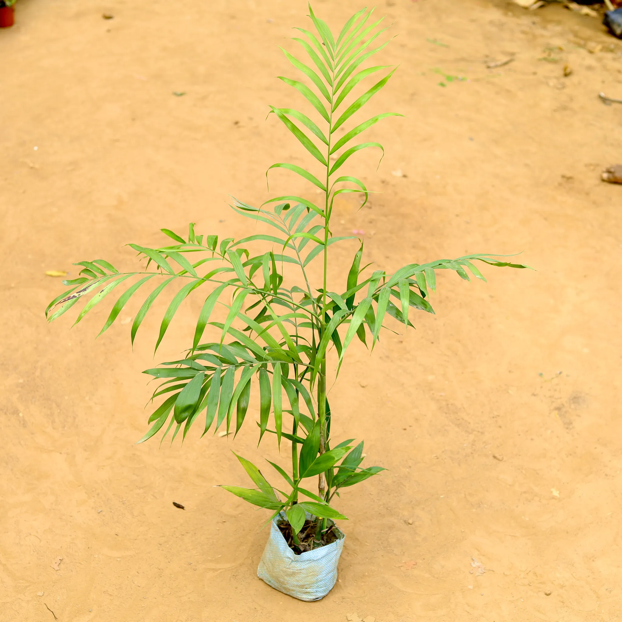 Chikotiya Palm in 7 inch Nursery Bag