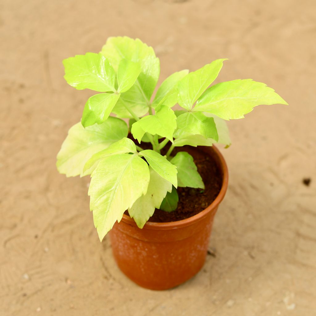Schefflera Golden in 5 inch Nursery Pot