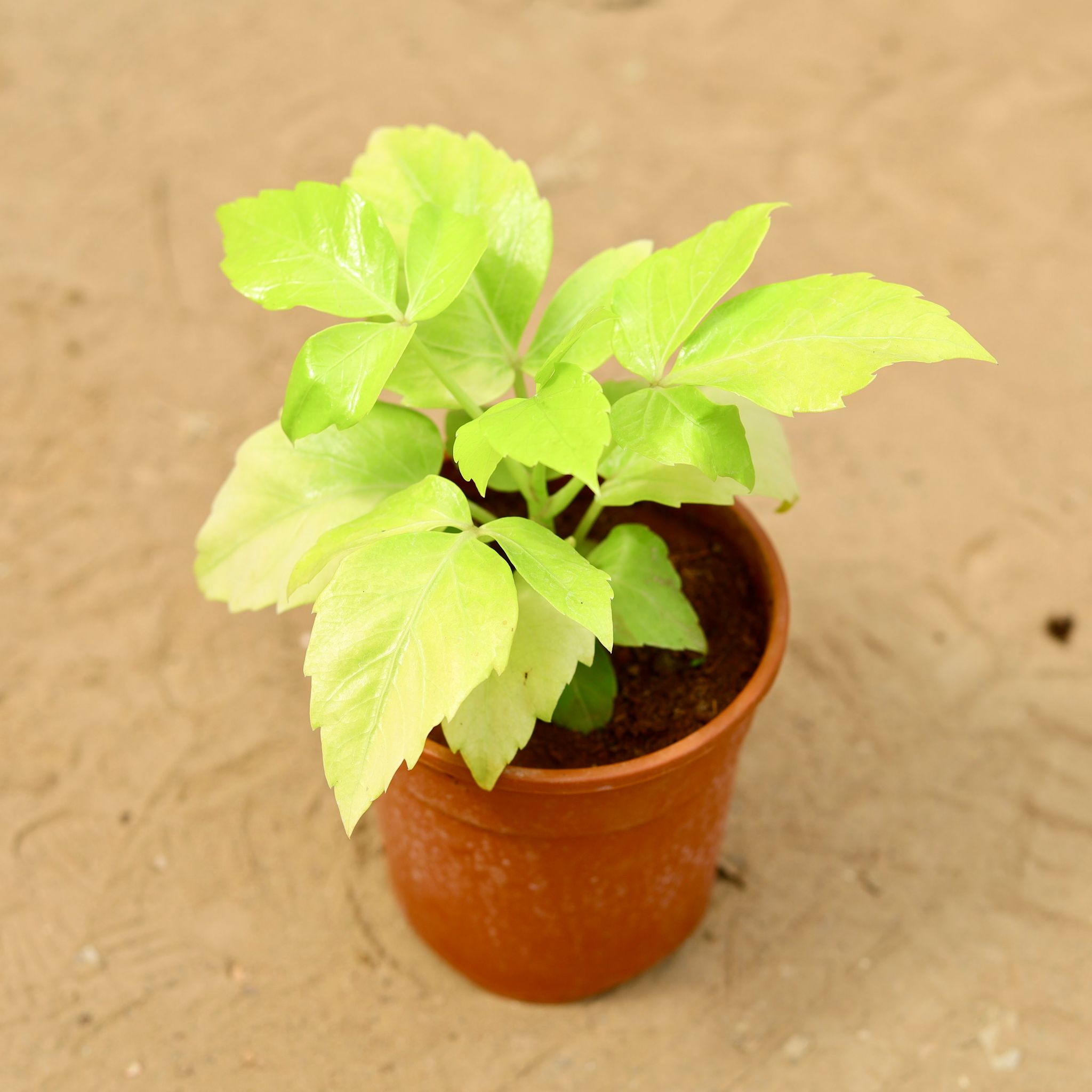 Schefflera Golden in 5 inch Nursery Pot