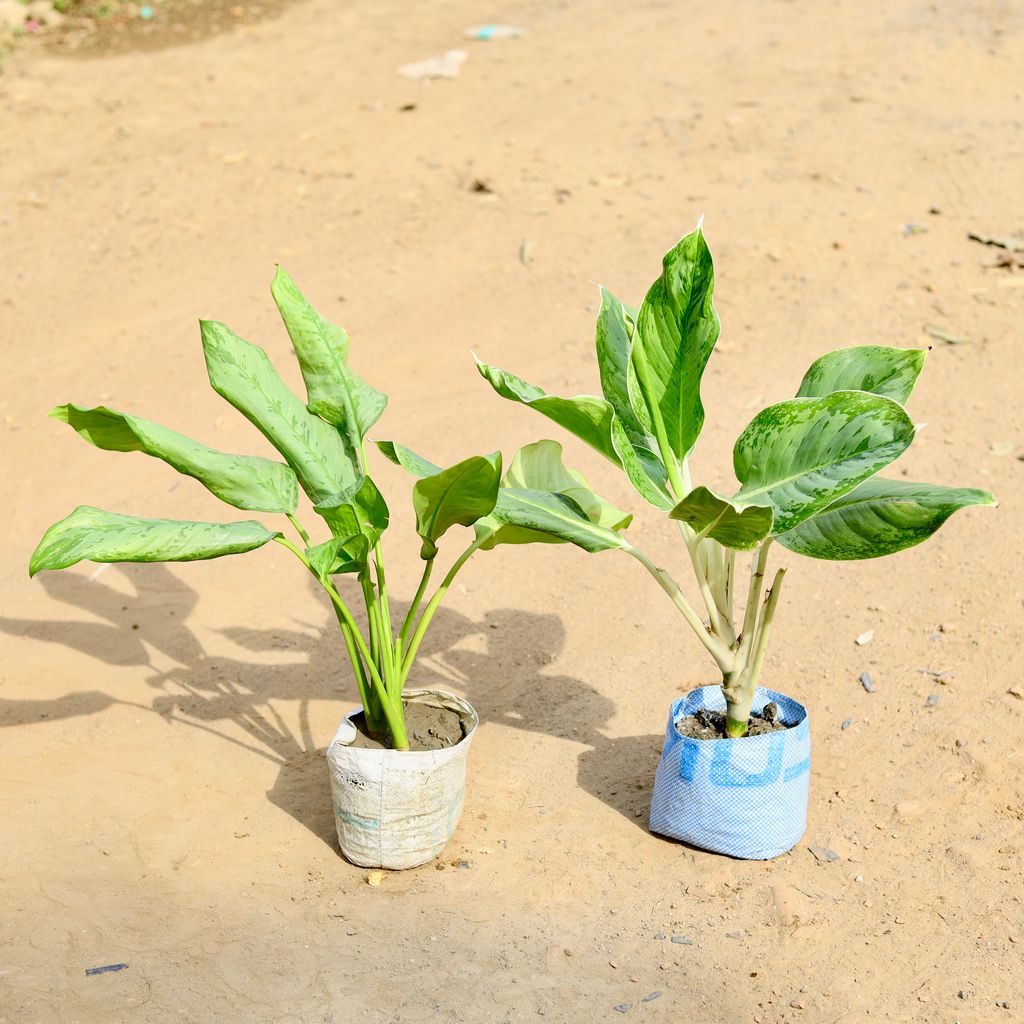 Set of 2 - Aglaonema Maria Christina & Silver king in 7 inch Nursery Bag