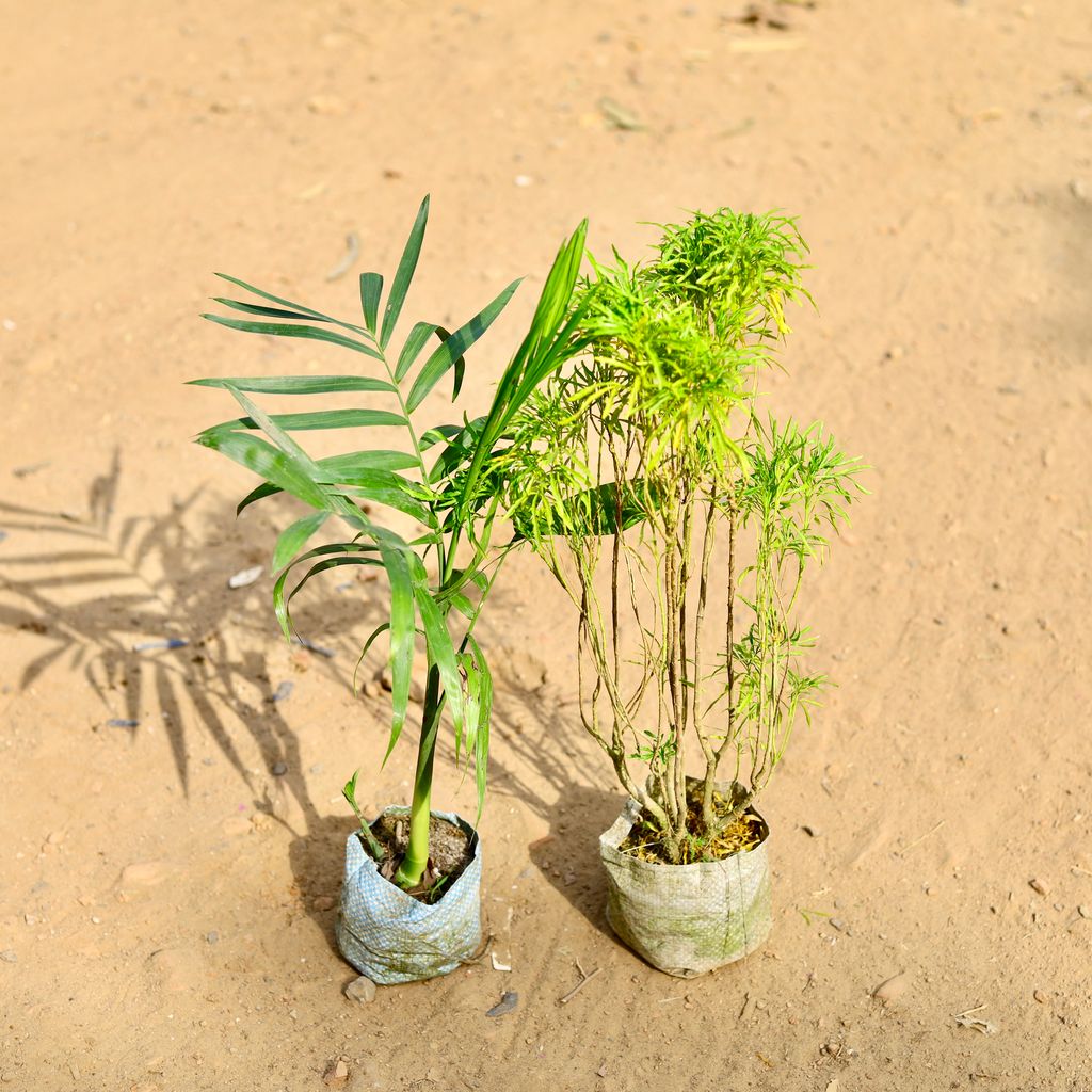 Buy Set of 2 - Chamaedorea & Aralia Golden in 4 inch Nursery Bag Online | Urvann.com Set of 2 - Chamaedorea & Aralia Golden in 4 inch Nursery Bag