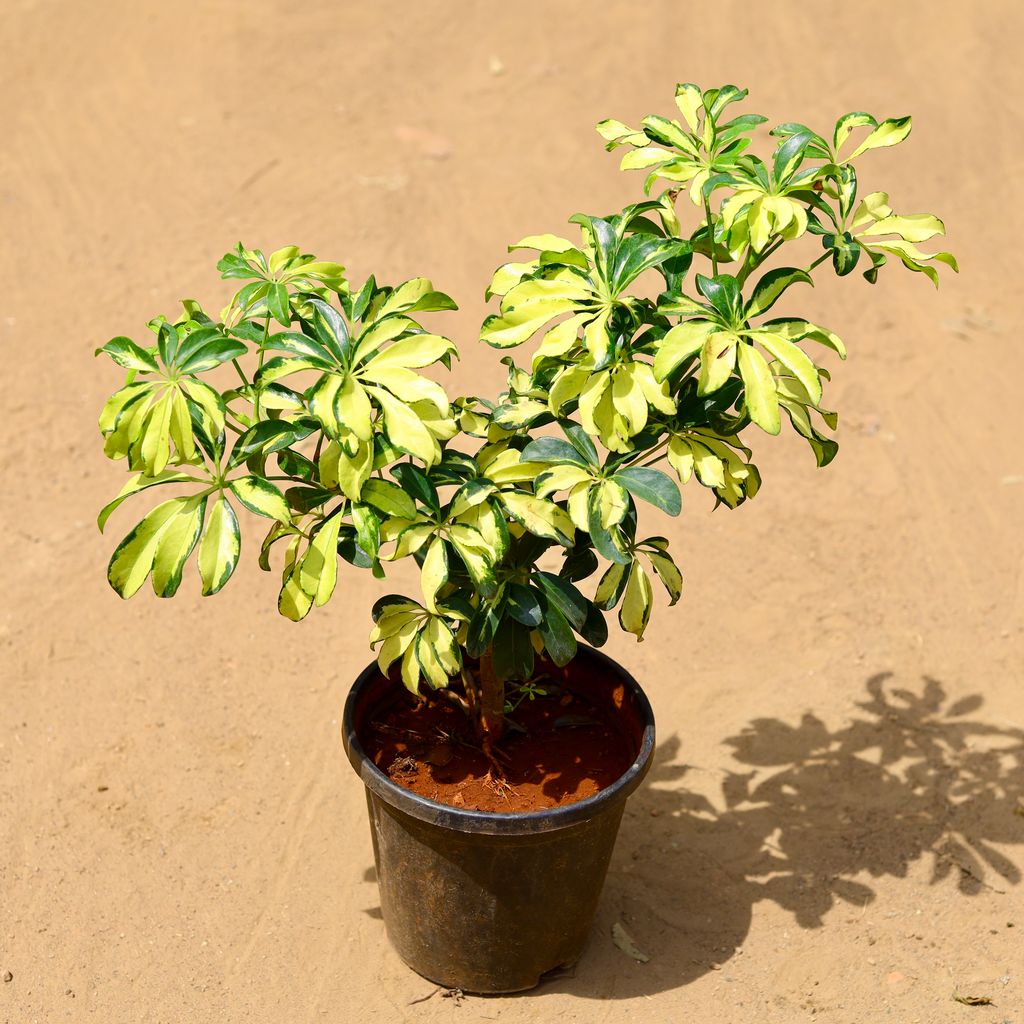 Buy Schefflera High Colour in 8 inch Nursery Pot Online | Urvann.com Schefflera High Colour in 8 inch Nursery Pot