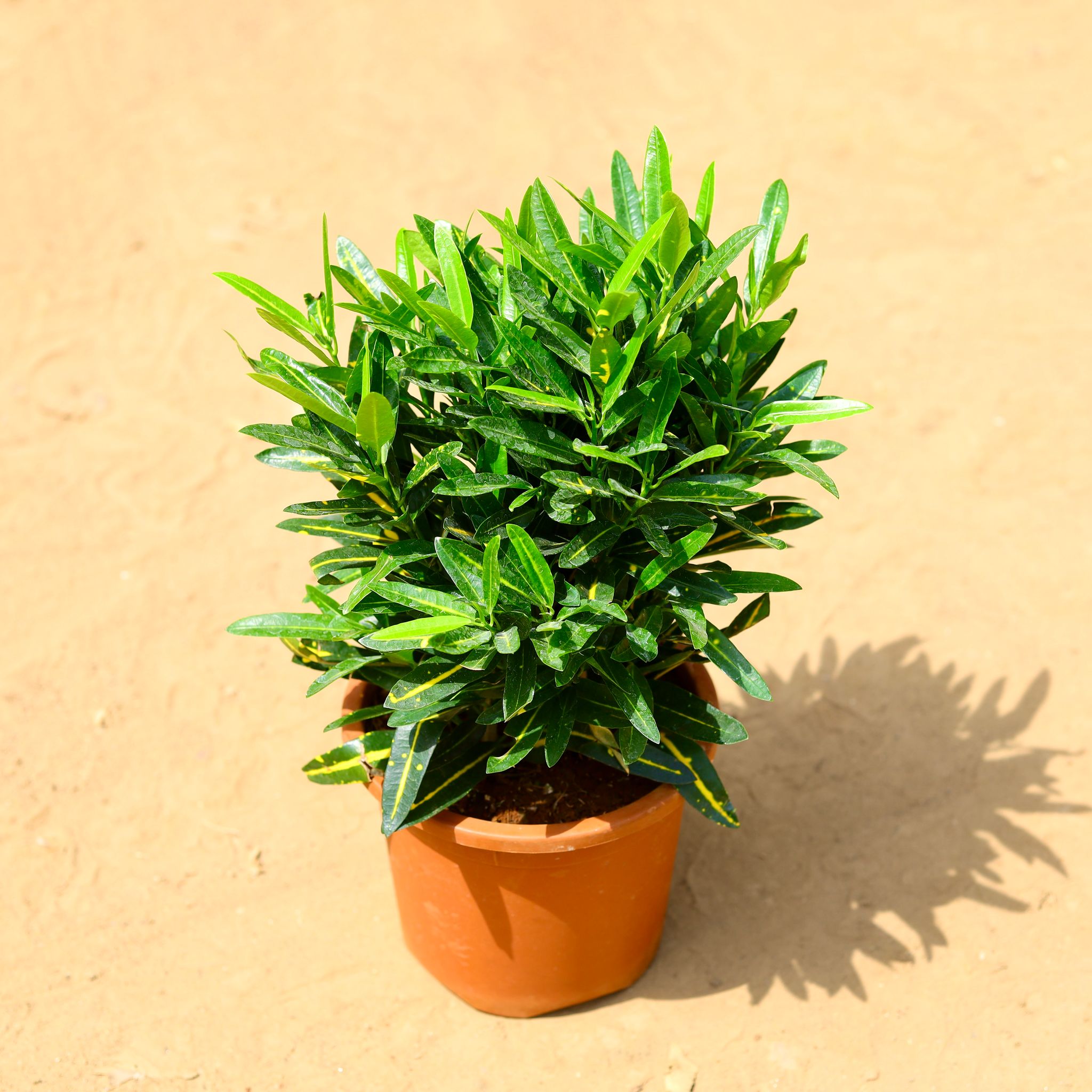 Croton Sunny Star in 8 inch Nursery Pot
