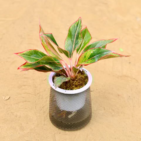 Aglaonema Lipstick in 5 inch Plastic Jar