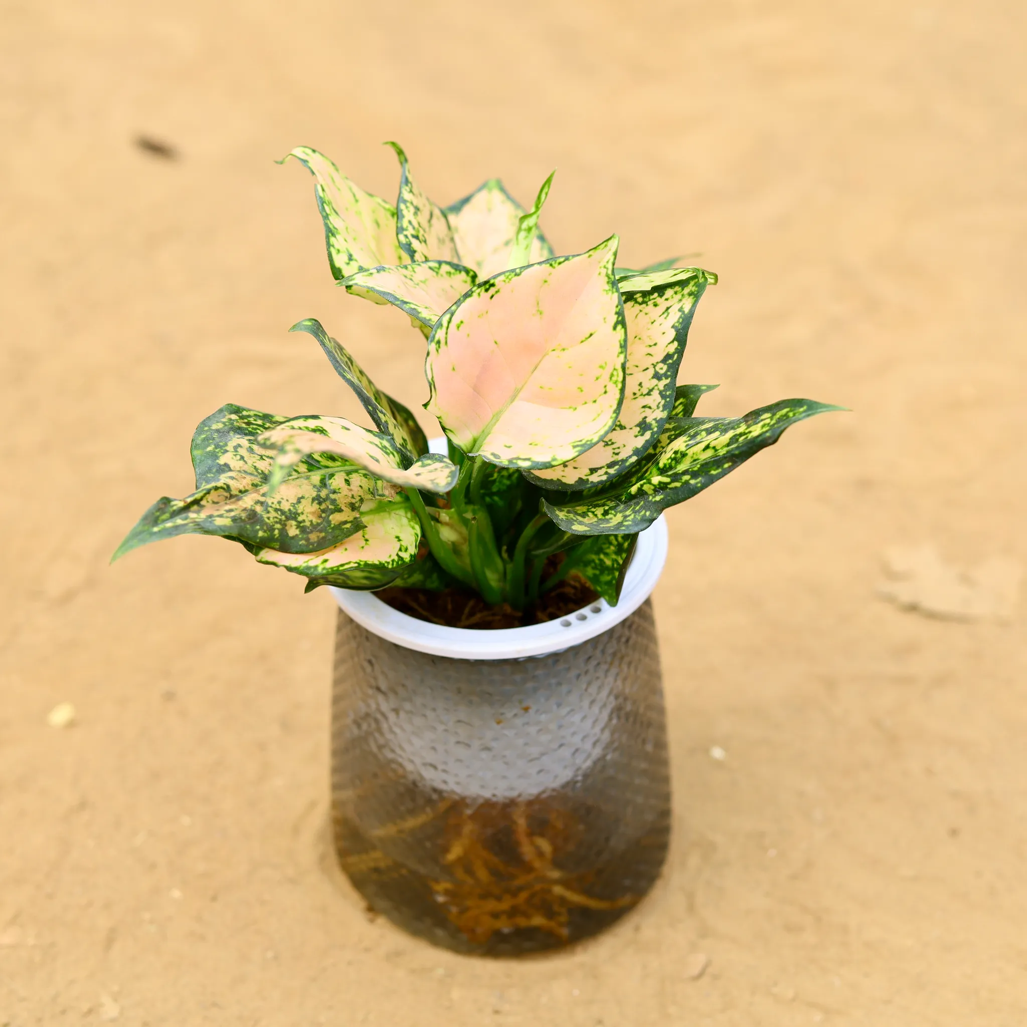 Aglaonema White Dalmatian in 5 inch Plastic Jar