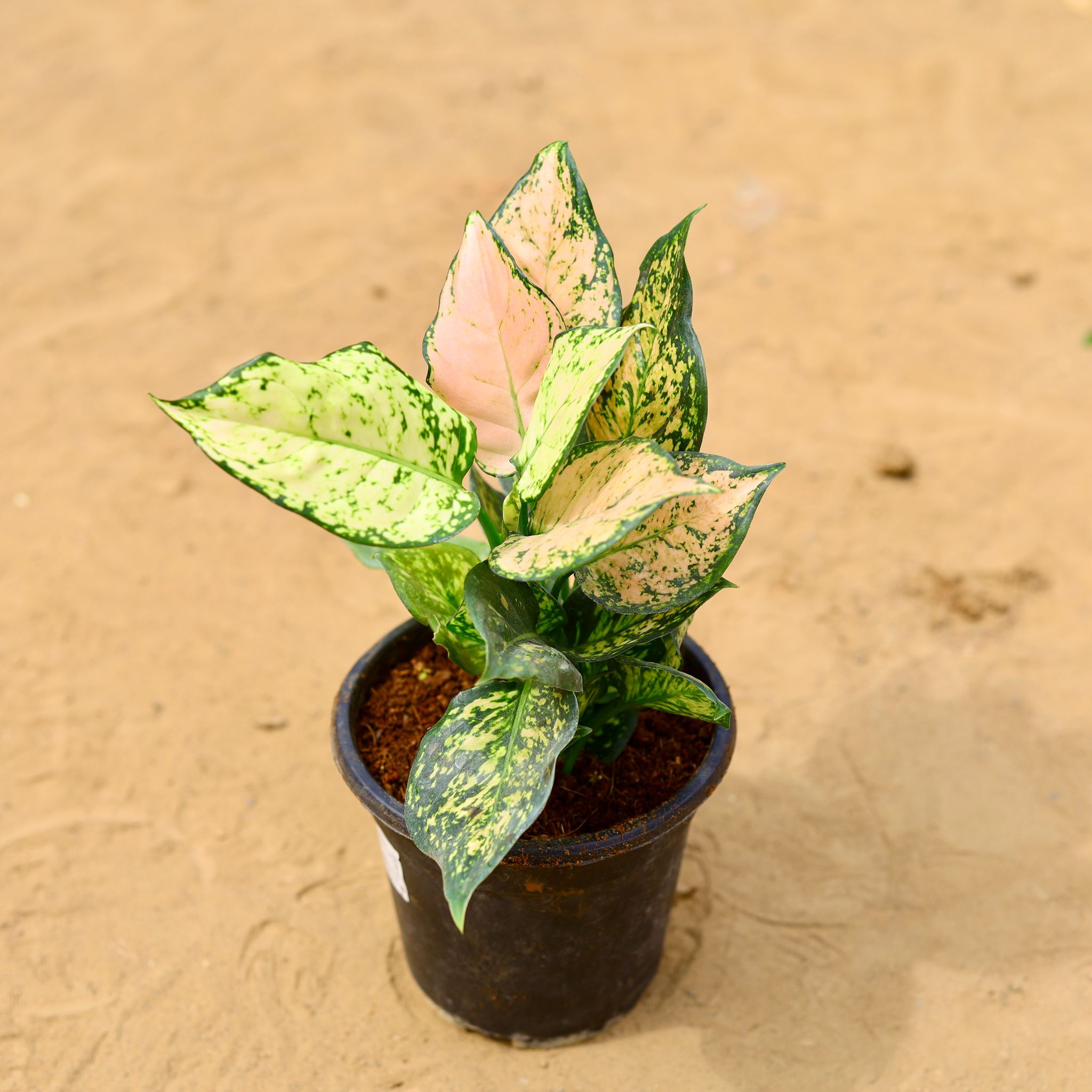 Aglaonema White Dalmatian in 5 inch Nursery Pot