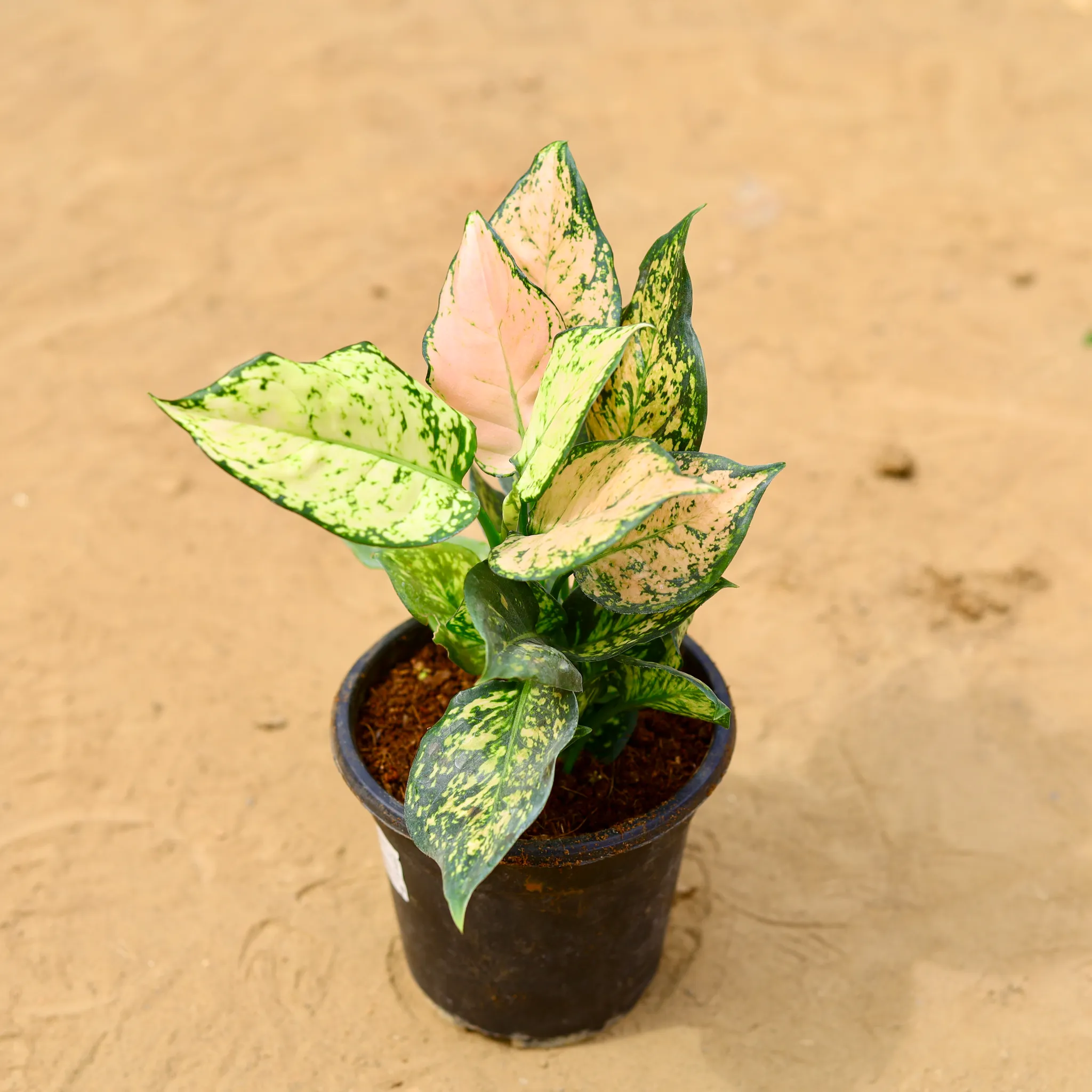 Aglaonema White Dalmatian in 5 inch Nursery Pot