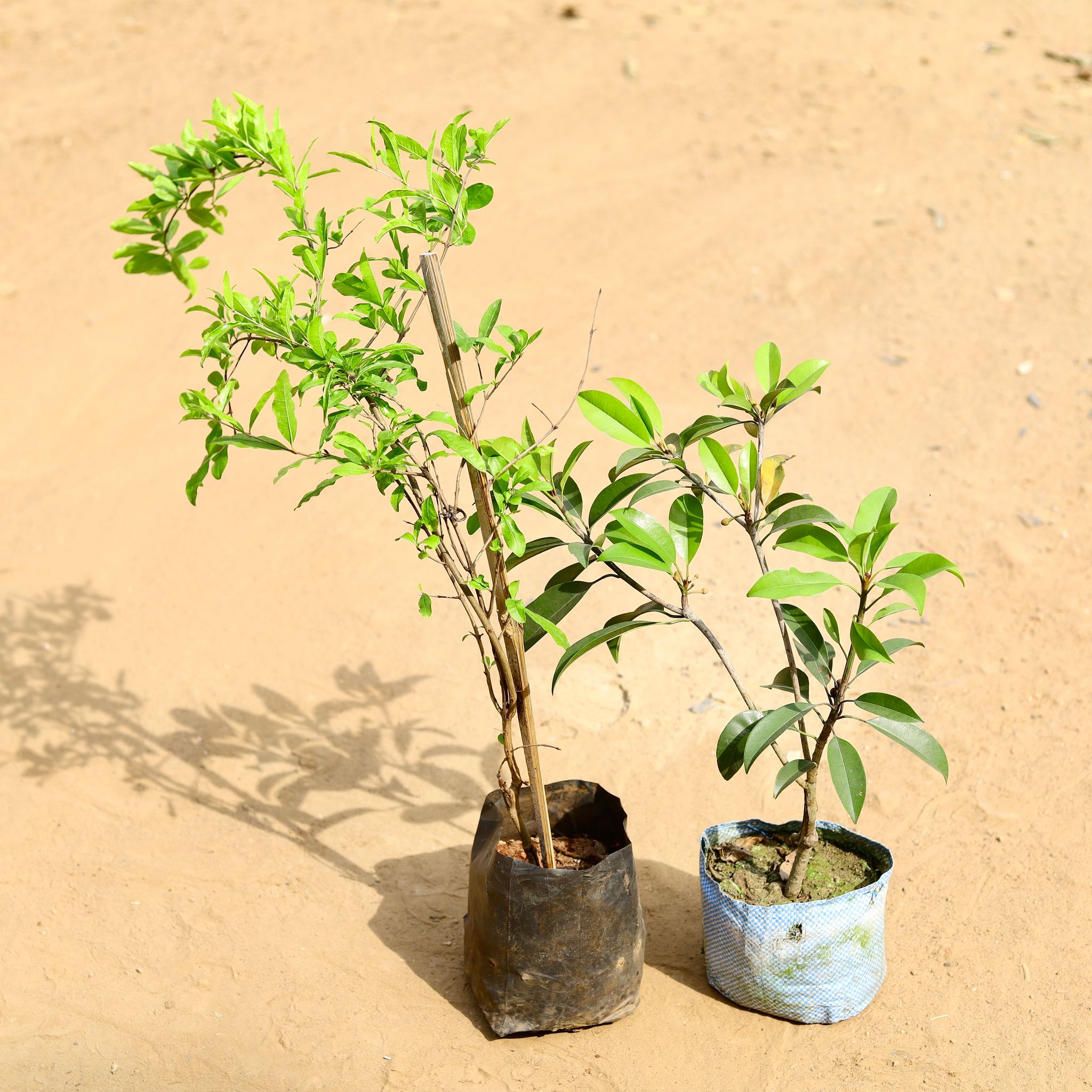 Set of 2 - Anar / Pomegranate & Chiku / Sapodilla in 7 inch Nursery Bag