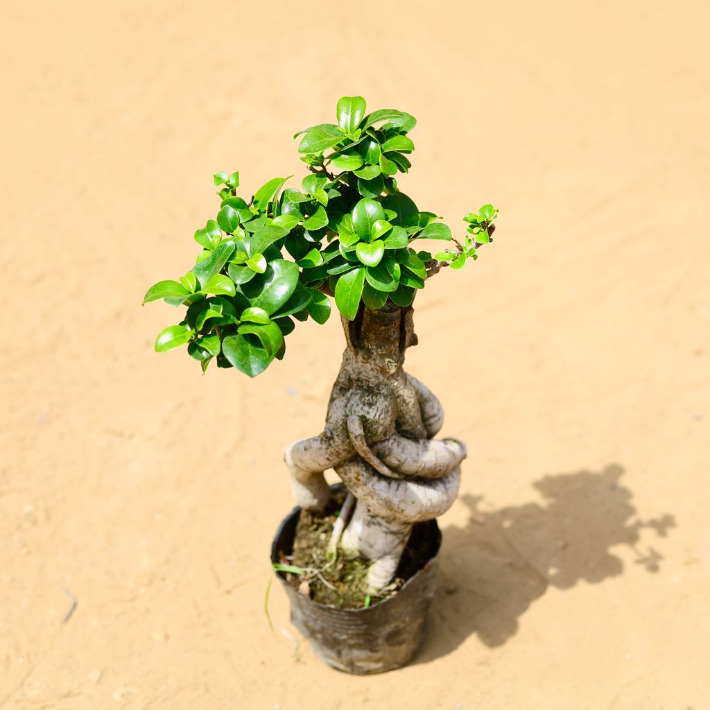Buy Ficus Bonsai ~300 gm in 4 inch Nursery Bag Online | Urvann.com Ficus Bonsai ~300 gm in 4 inch Nursery Bag