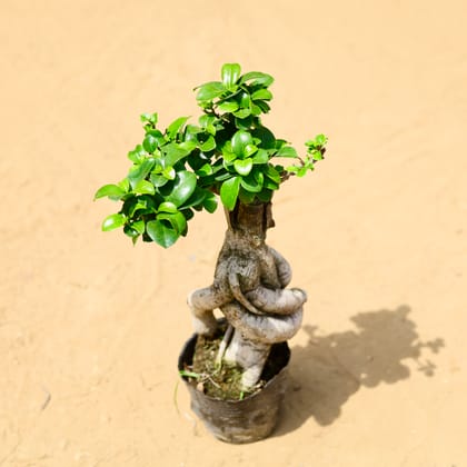 Buy Ficus Bonsai ~300 gm in 4 inch Nursery Bag Online | Urvann.com