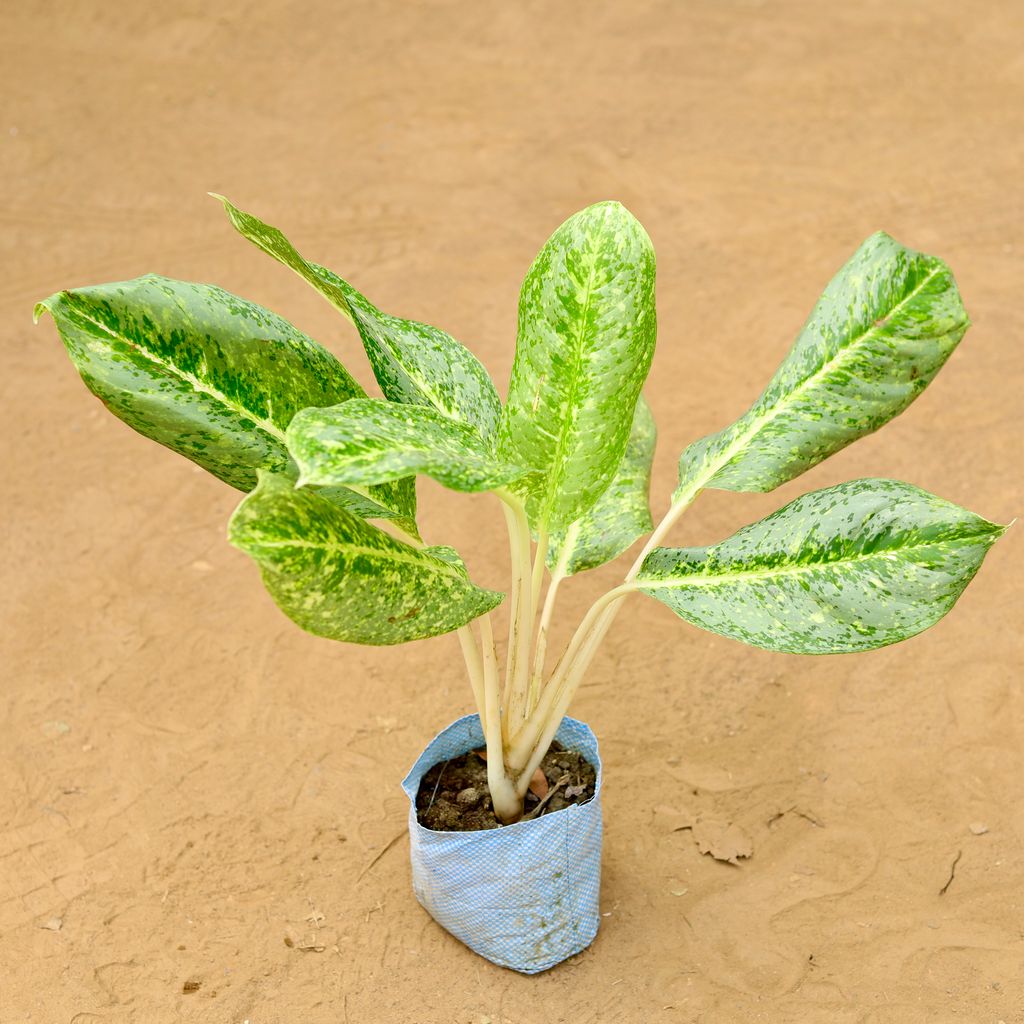 Aglaonema Vareigated in 7 inch Nursery Bag