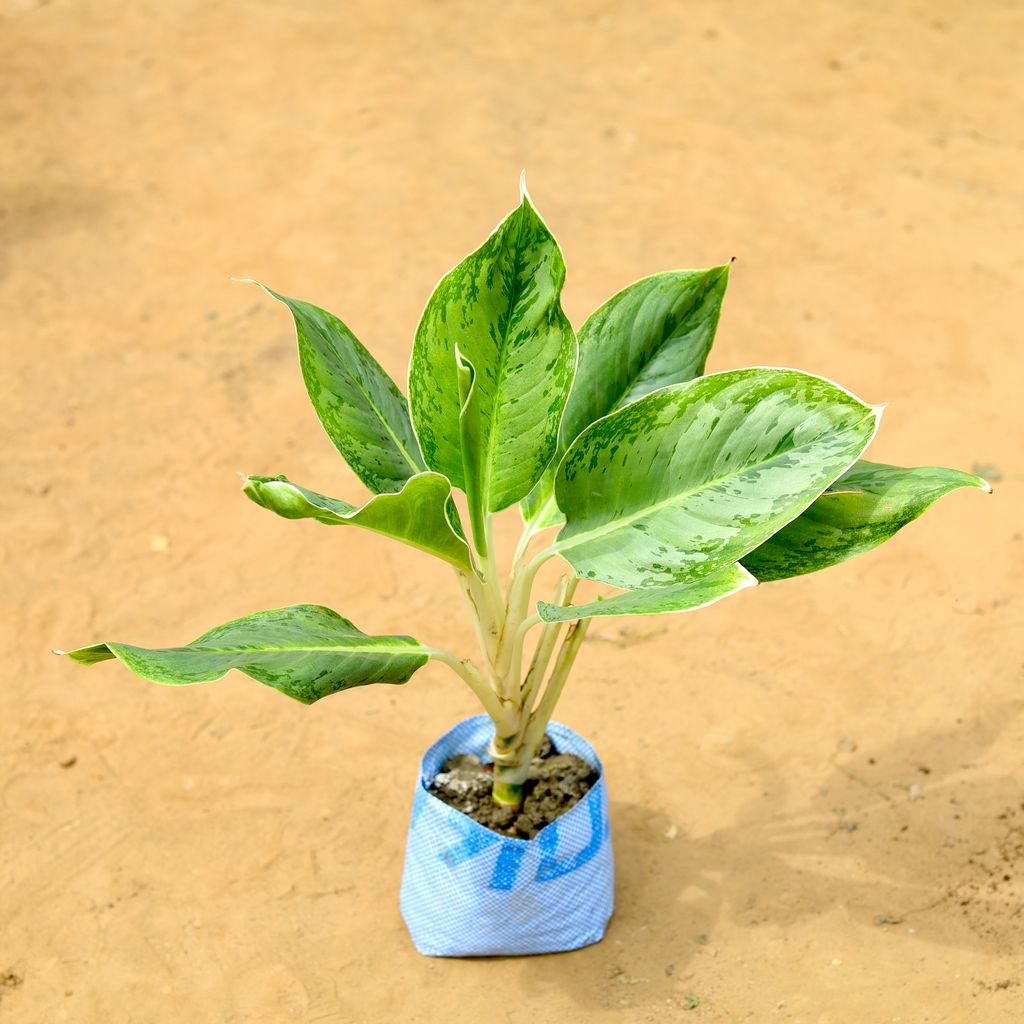 Aglaonema Silver King in 7 inch Nursery Bag