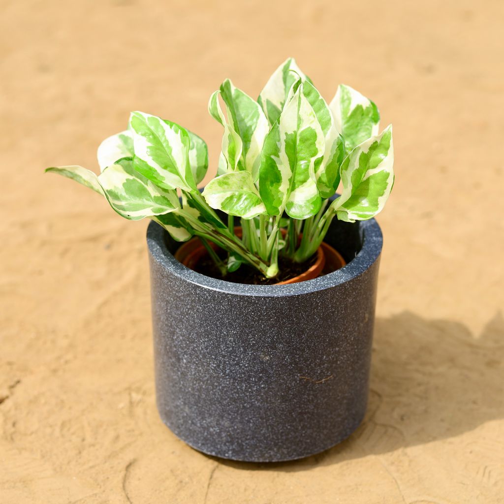 Money Plant N'joy in 6 inch 6 Inch Black Cylindrical Fiberglass Pot